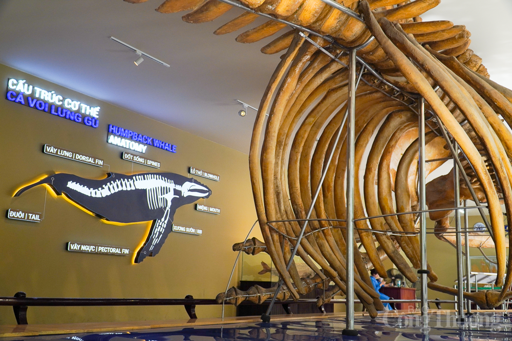 Chiêm ngưỡng bộ xương cá voi dài 18m, nặng 10 tấn ở Nha Trang