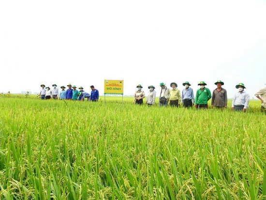 Đẩy mạnh hợp tác công tư trong triển khai “Đề án 1 triệu ha lúa chất lượng cao”