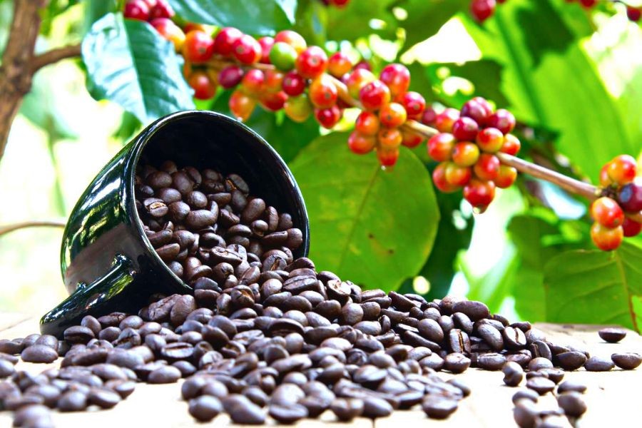 Nguồn cung giảm sút do khô hạn kéo dài đẩy giá cà phê tăng lên 124,000 đồng/kg