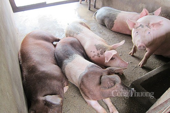 Giá heo hơi hôm nay ngày 19/5/2024: Trung bình quanh mức 65.000 đồng/kg