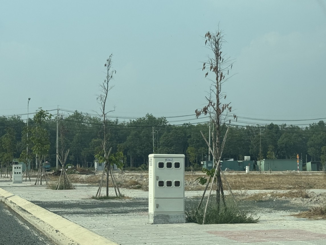 Dự án cây xanh ở Bình Phước chết khô nhiều ngày nhưng chưa được thay thế (Ảnh: Ngân Nga).