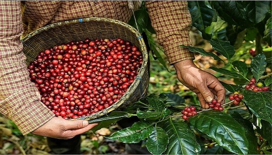 Giá cà phê Robusta giảm nhưng lực tăng còn rất mạnh, mốc dự kiến là 3.967 USD/tấn