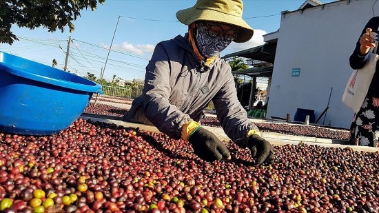 Giá cà phê Arabica vượt mức 5.000 USD/tấn