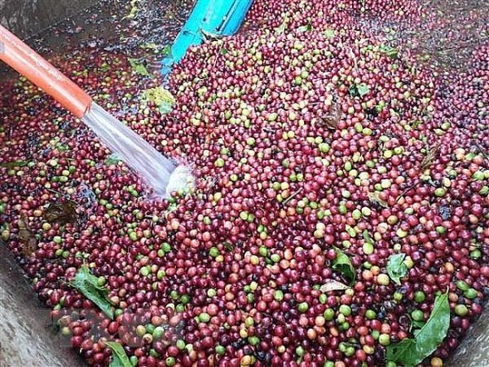 Giá cà phê xuất khẩu bật tăng, Robusta chạm mốc 4.200 USD/tấn