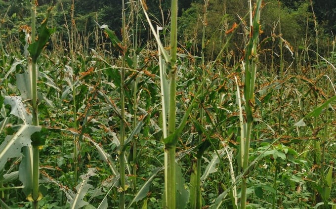 Châu chấu tre lưng vàng: Chỉ có cách phun thuốc bảo vệ thực vật để diệt trừ
