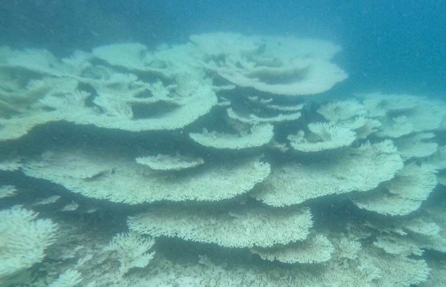 Bà Rịa - Vũng Tàu: Tái diễn hiện tượng san hô chết, bị tẩy trắng tại Côn Đảo