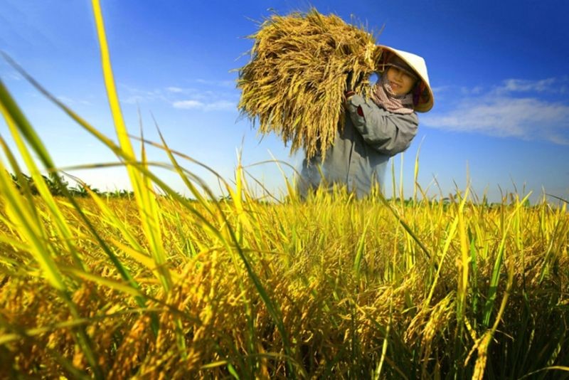 Giá lúa gạo hôm nay ngày 2/6: Giá lúa đi ngang; gạo tiếp tục giảm