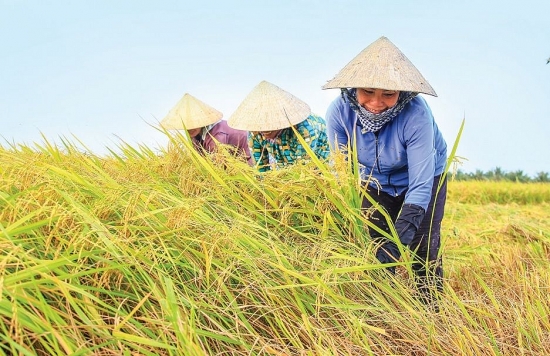 Giá lúa gạo hôm nay ngày 21/1: Giá cọc lúa Đông Xuân ở mức cao