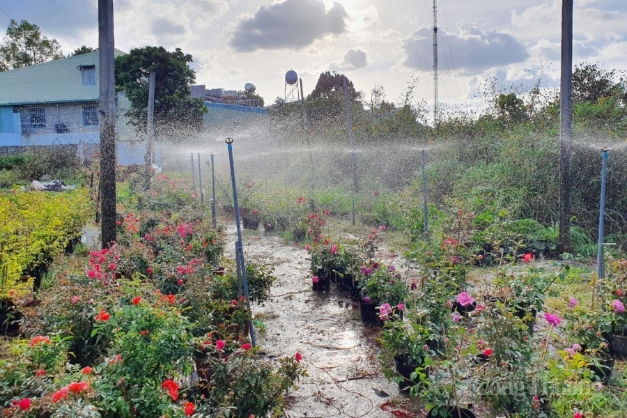 Gia Lai: Nhà vườn ngóng chờ vụ Tết