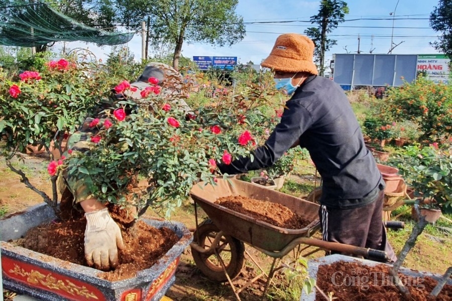 Gia Lai: Nhà vườn ngóng chờ vụ Tết