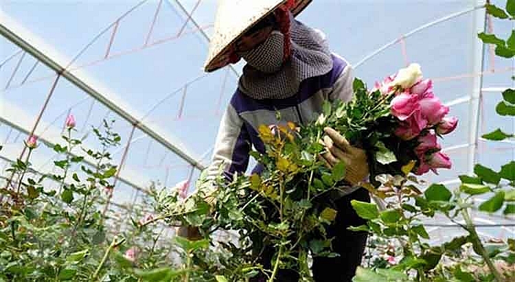 Lâm Đồng chuẩn bị gần 1,4 tỷ cành hoa cho thị trường Tết