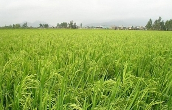 Quy định mới về quản lý, sử dụng đất trồng lúa