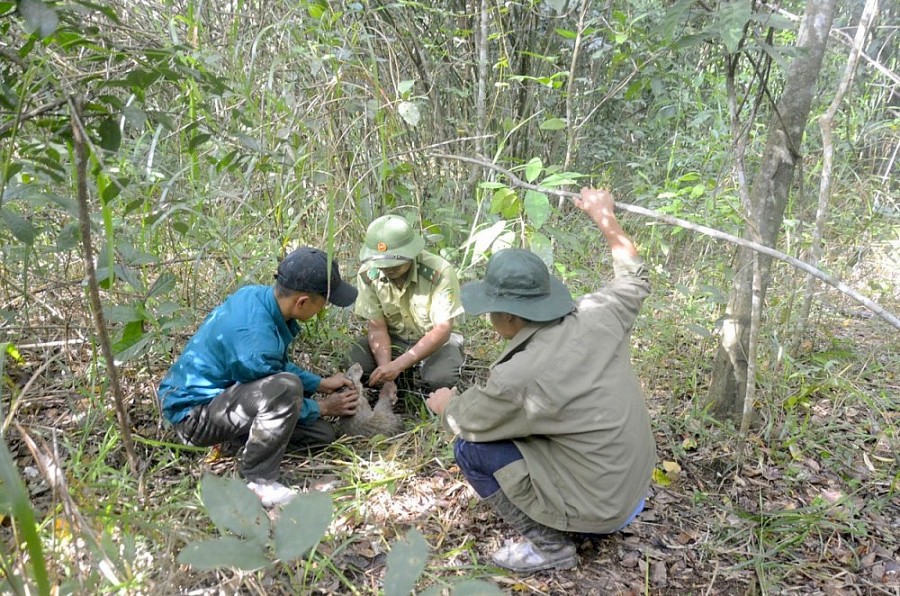 Qúa trình tuần tra, lực lượng kiểm lâm Vườn Quốc gia Tà Đùng đã kịp thời giải cứu những con thú bị mắc bẫy