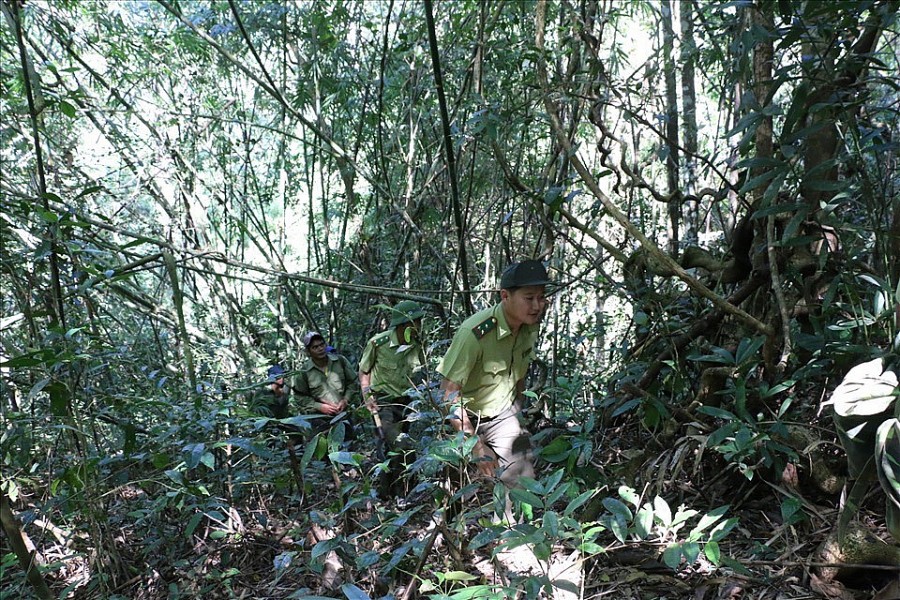 Lực lượng Kiểm lâm Vườn quốc gia Tà Đùng thường xuyên tổ chức tuần tra bảo vệ rừng và thú rừng