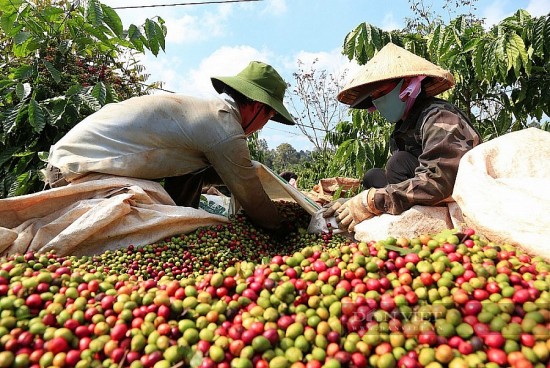 Giá cà phê hôm nay 19/8: Giá cà phê trong nước giảm nhẹ