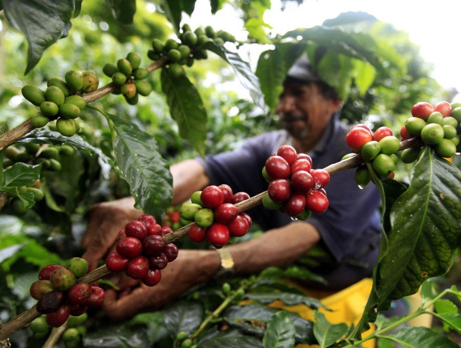 Ngành cà phê Việt Nam đứng trước cơ hội thiết lập mốc kim ngạch xuất khẩu kỷ lục 4 tỷ USD
