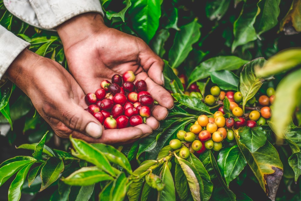 Ngành cà phê Việt Nam có thể trầm lắng trong cuối năm do xuất khẩu gặp khó