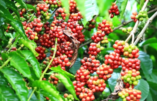 Giá cà phê hôm nay 26/8: Giá cà phê trong nước vượt mốc 50.000 đồng/kg
