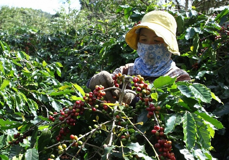 Giá cà phê hôm nay 27/8: Giá cà phê trong nước giảm 700 đồng/kg