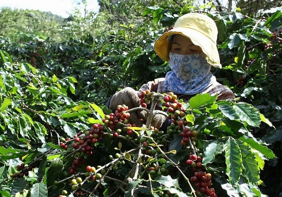 Giá cà phê hôm nay, 12/1: Giá cà phê trong nước giảm 500 đồng/kg