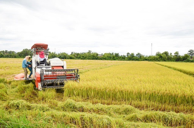 Giá lúa gạo hôm nay ngày 2/11: Giá gạo quay đầu giảm