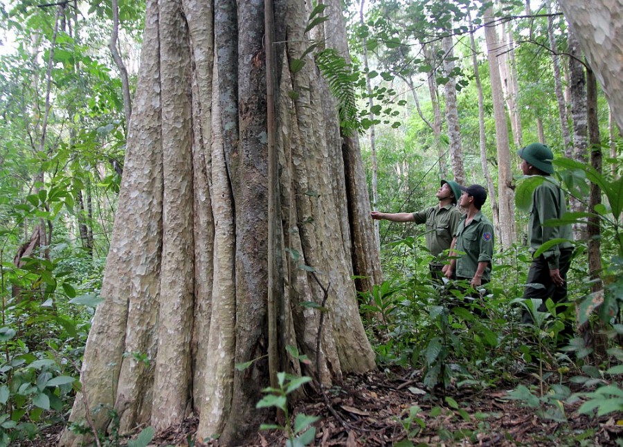 Nhiệm vụ chính của các công ty lâm nghiệp trên Tây Nguyên chủ yếu là tuần tra, bảo vệ rừng
