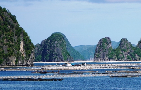 Quảng Ninh: Đình chỉ nhiều cán bộ liên quan vụ nuôi thủy sản trái phép ở vịnh Bái Tử Long