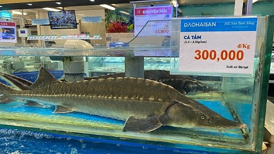 Tạm dừng cấp phép nhập khẩu cá tầm, CITES Việt Nam bị “tuýt còi”
