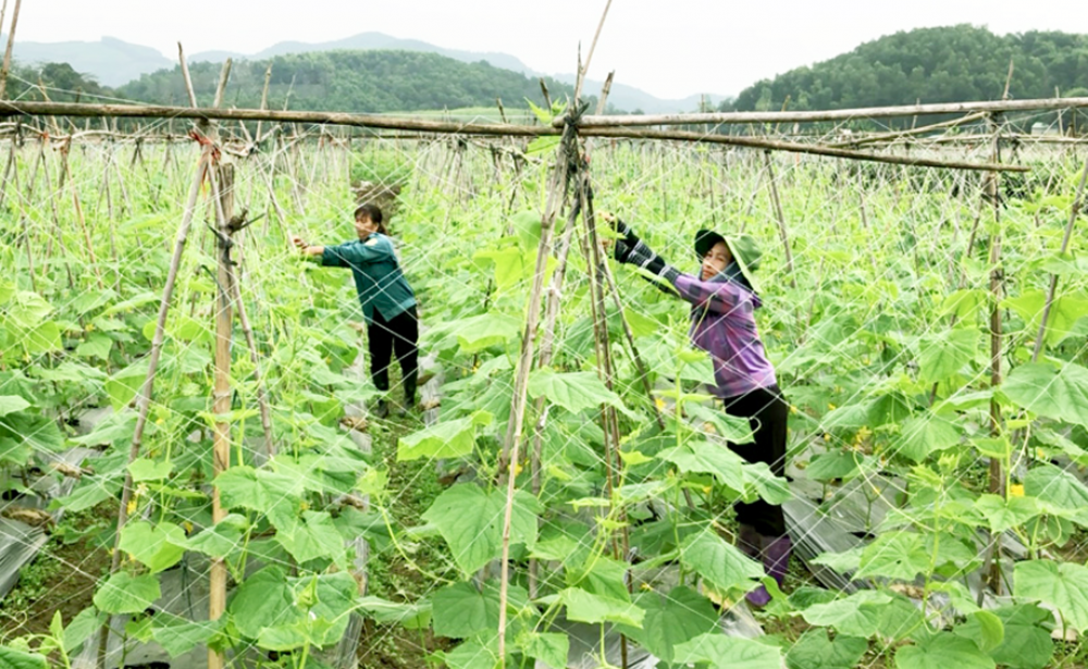 Tuyên Quang: Liên kết sản xuất, tiêu thụ sản phẩm hướng đến nền nông nghiệp bền vững