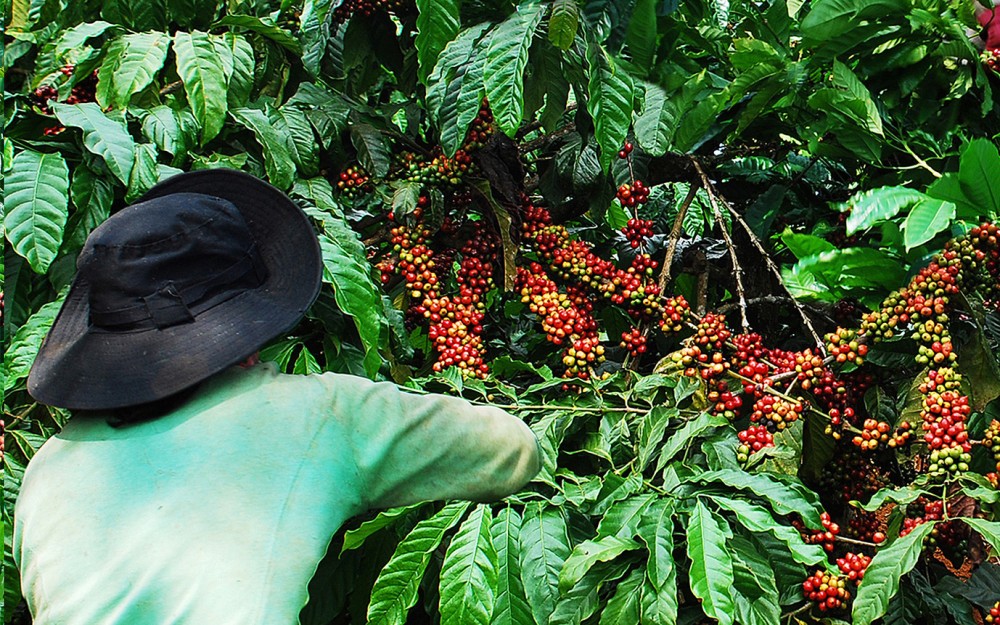 Ngành cà phê Việt Nam có thể thiết lập được mốc kim ngạch kỷ lục 4 tỷ USD trong năm 2022.