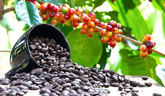 Giá cà phê hôm nay, 11/3: Giá cà phê trong nước tăng 200 đồng/kg