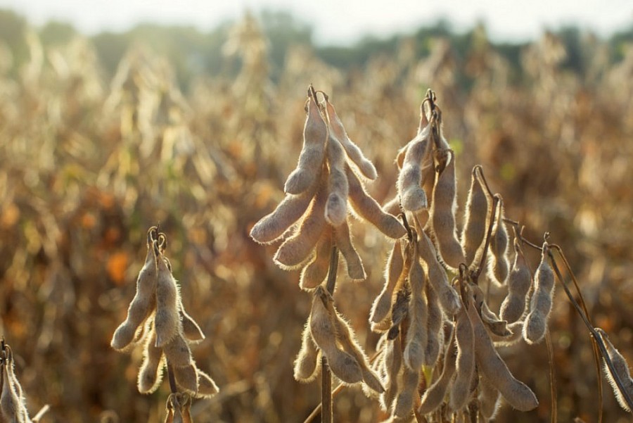 Indonesia cho phép phát triển và nhập khẩu giống đậu tương biến đổi gen