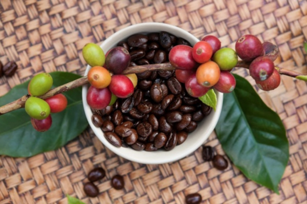 Giá cà phê hôm nay, 21/3: Giá cà phê trong nước dao động từ 46.000 - 46.4000 đồng/kg
