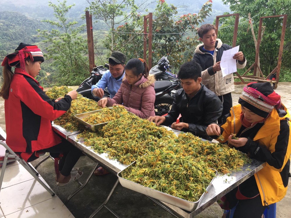 HTX Cộng đồng Nậm Đăm (huyện Quản Bạ, tỉnh Hà Giang) phân tách trà hoa kim ngân - Sản phẩm đã đạt được 3 sao OCOP