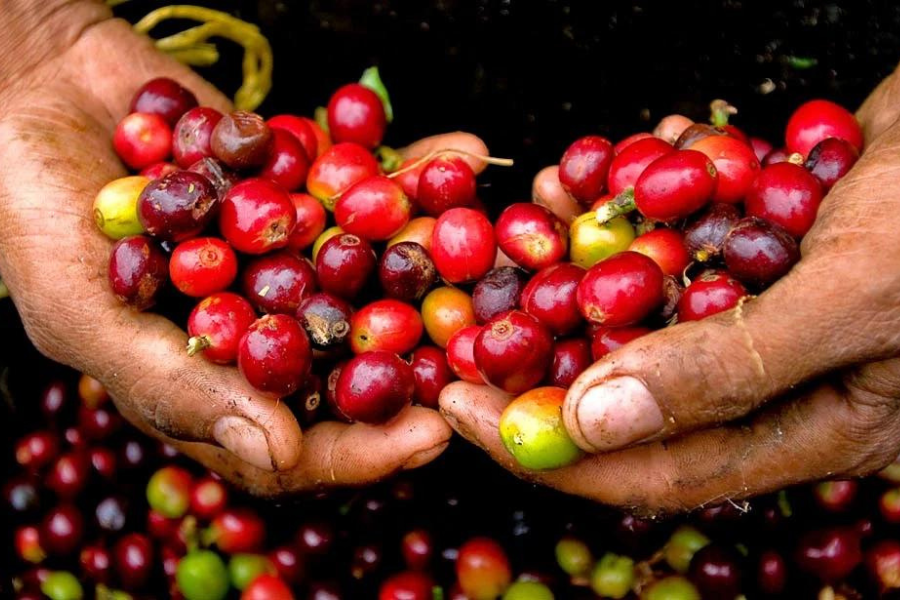 Giá cà phê hôm nay 16/9: Giá trong nước giao dịch từ 47.100 – 47.700 đồng/kg