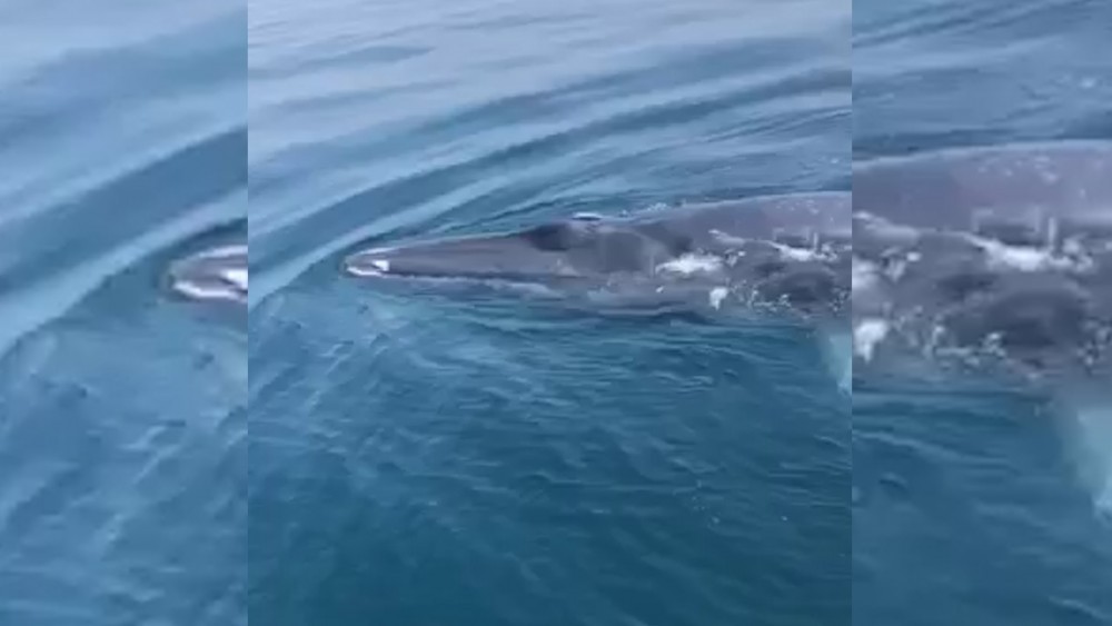Ngư dân Thanh Hóa bất ngờ thấy cá voi xuất hiện trên vùng biển