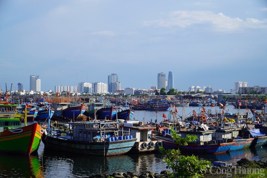 Đà Nẵng: Tăng cường chống khai thác hải sản bất hợp pháp