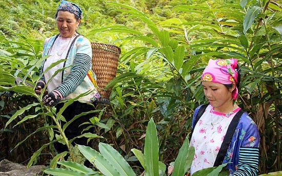 Sơn La: Phát triển chuỗi liên kết cho đồng bào dân tộc