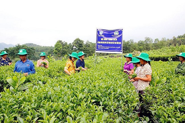 Supe Lâm Thao: Bán phân bón trả chậm giúp nông dân “thoát nghèo”