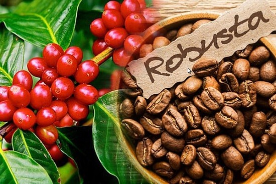 Giá cà phê hôm nay 29/9: Giá cà phê trong nước giảm 400 đồng/kg
