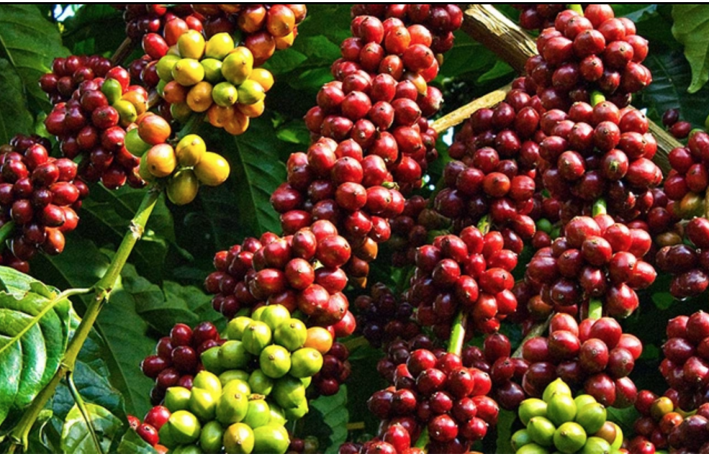 Giá cà phê hôm nay 1/10: Giá cà phê trong nước dao động từ 46.500 - 46.900 đồng/kg