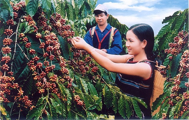 Ngày này năm xưa 1 10: Ngày Quốc tế cà phê và kỳ tích ngành cà phê Việt Nam