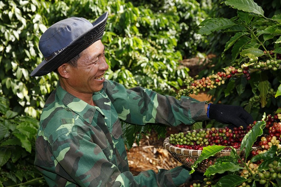 Hiệu quả bước đầu từ mô hình sản xuất cà phê vối theo hướng hữu cơ có liên  kết tiêu thụ sản phẩm  Nông thôn mới