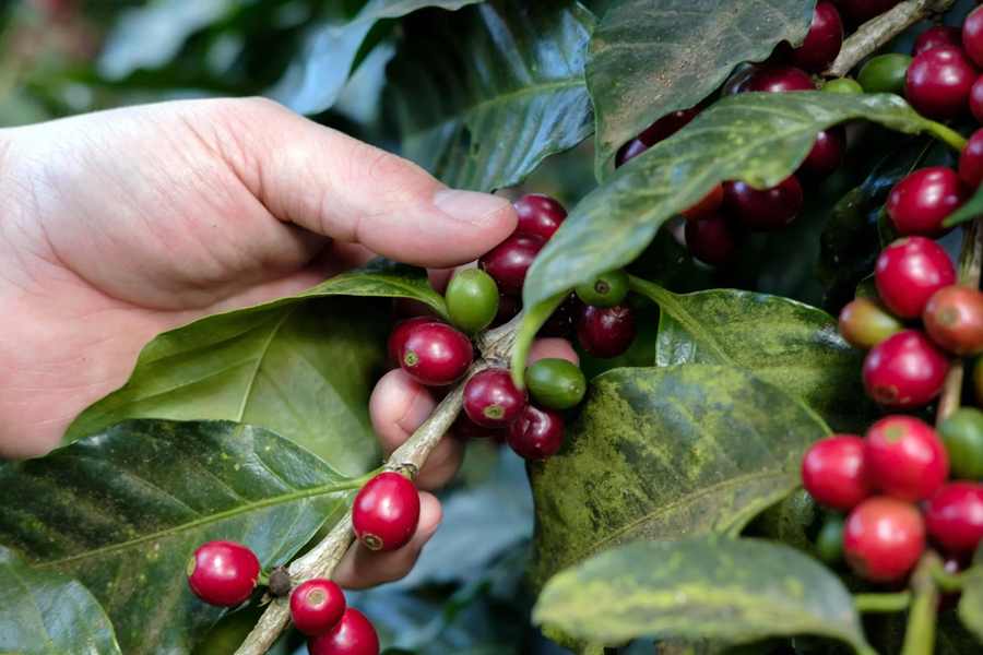 Dự báo năm 2022 ngành cà phê Việt Nam sẽ thiết lập được mốc xuất khẩu kỷ lục 4 tỷ USD.