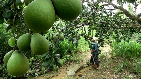 Quảng Nam: Đẩy mạnh công tác giảm nghèo bền vững