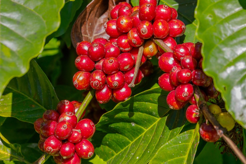 Ngành cà phê Việt Nam có thể thiết lập được mốc xuất khẩu kỷ lục 4 tỷ USD trong năm 2022.