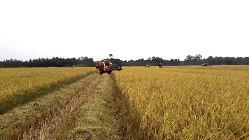 Giá lúa gạo hôm nay ngày 21/11: Giá lúa gạo tăng giảm trái chiều