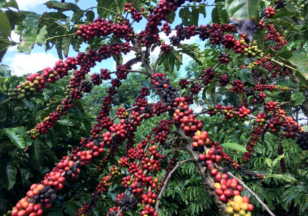 Tháng 9/2022, giá xuất khẩu bình quân cà phê của Việt Nam ước đạt mức 2.399 USD/tấn.