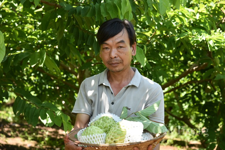 Nông dân huyện Mai Sơn vươn lên làm giàu nhờ cây na