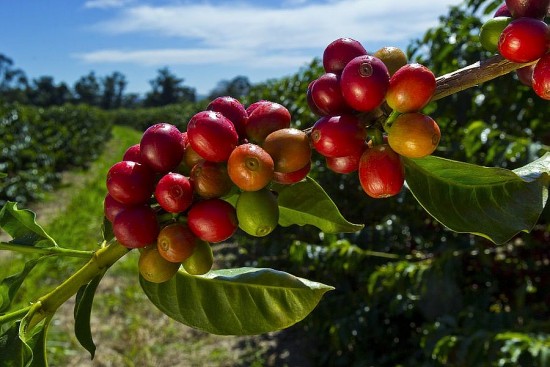 Giá cà phê hôm nay 16/10: Giá cà phê trong nước xuống dưới 45.000 đồng/kg
